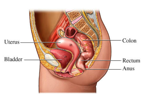 Ayurvedic Treatment for  Renal Calculi