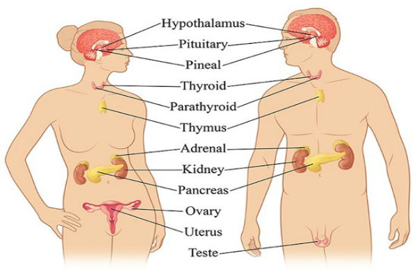 Waghole Ayurved Clinic center for diabetes thyroid & hormone diseases