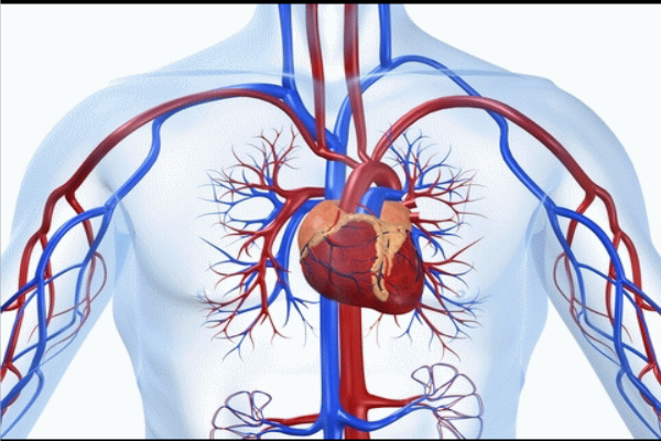 cardiac problems In Phursungi, Hadapsar, Magarpatta | Ayurvedic Treatment for Hypertension In Manjari, Udri, Handewadi | Waghole Ayurved Clinic Waghole Ayurved Clinic