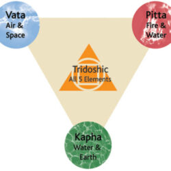 tridosha tridosha