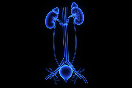 Ayurveda is effective on kidney and liver diseases